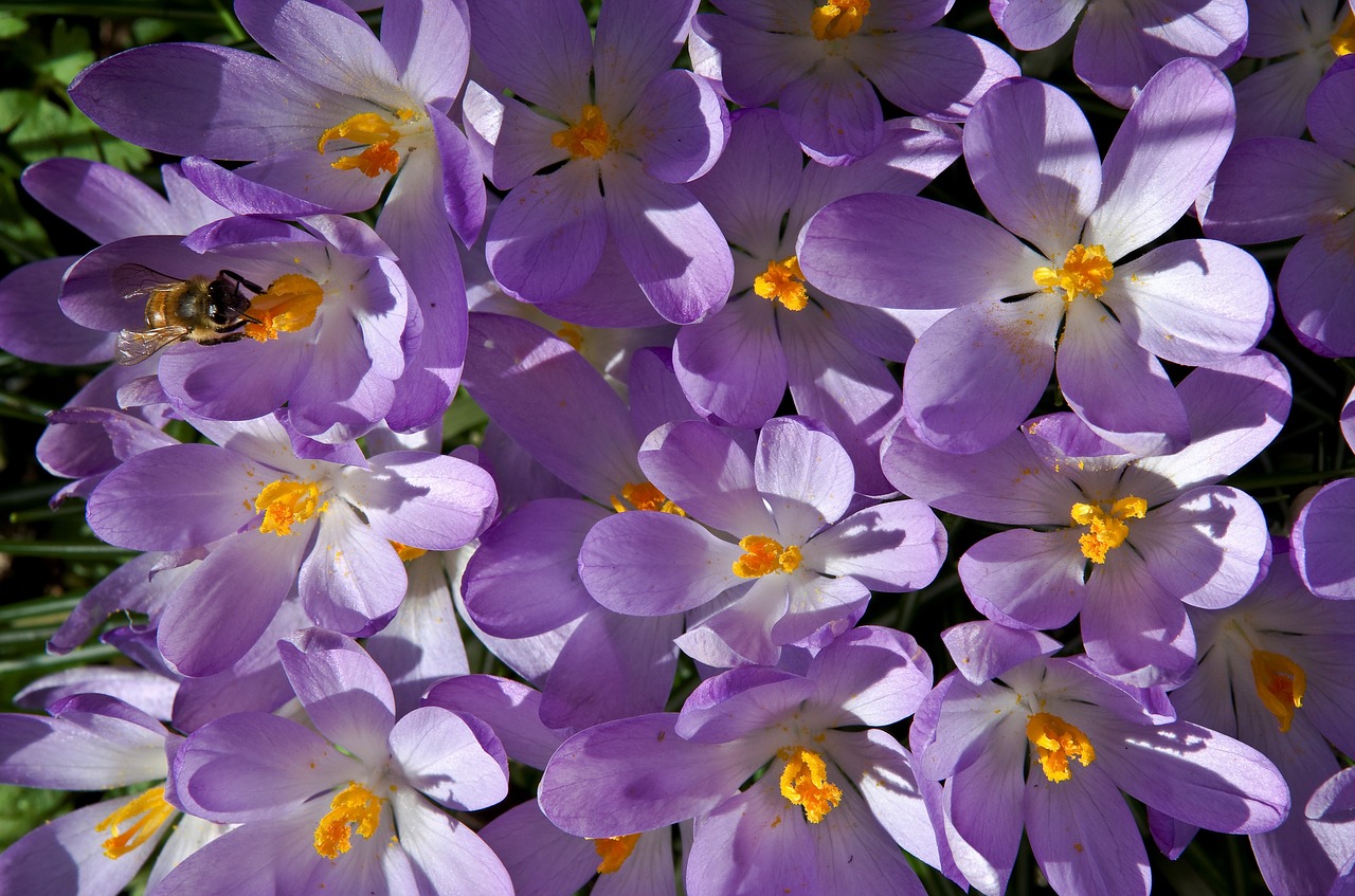 Crocus, Violetinė, Pavasaris, Žiedas, Žydėti, Pavasario Gėlė, Bičių, Nemokamos Nuotraukos,  Nemokama Licenzija