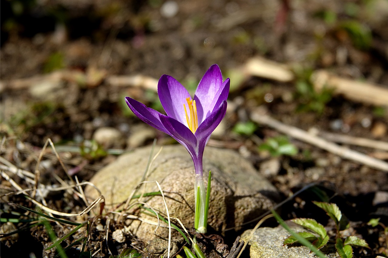 Crocus, Dekoratyvinis Augalas, Gamta, Pavasario Krokusas, Žiedas, Žydėti, Žydėti, Violetinė, Pavasaris, Gėlės