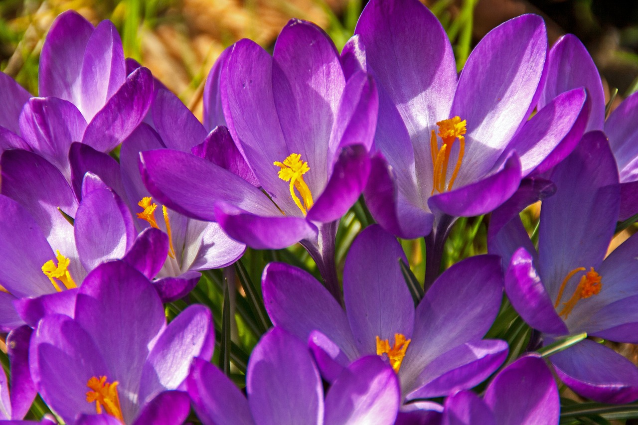 Crocus, Gėlė, Žiedas, Žydėti, Pavasaris, Velykos, Pavasario Gėlė, Violetinė, Gamta, Ankstyvas Bloomer