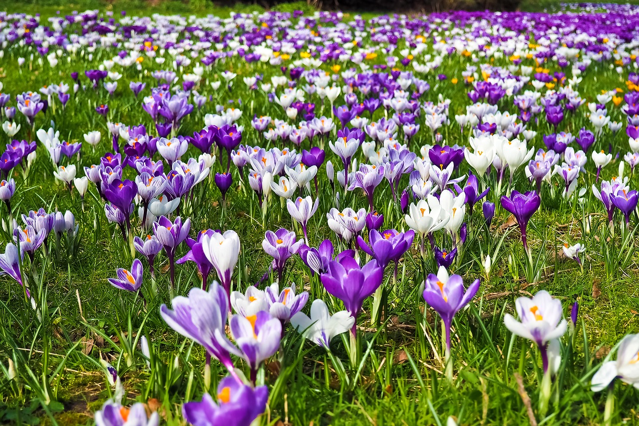 Crocus, Gėlė, Pavasaris, Pavasario Gėlė, Žiedas, Žydėti, Violetinė, Ankstyvas Bloomer, Bühen, Uždaryti