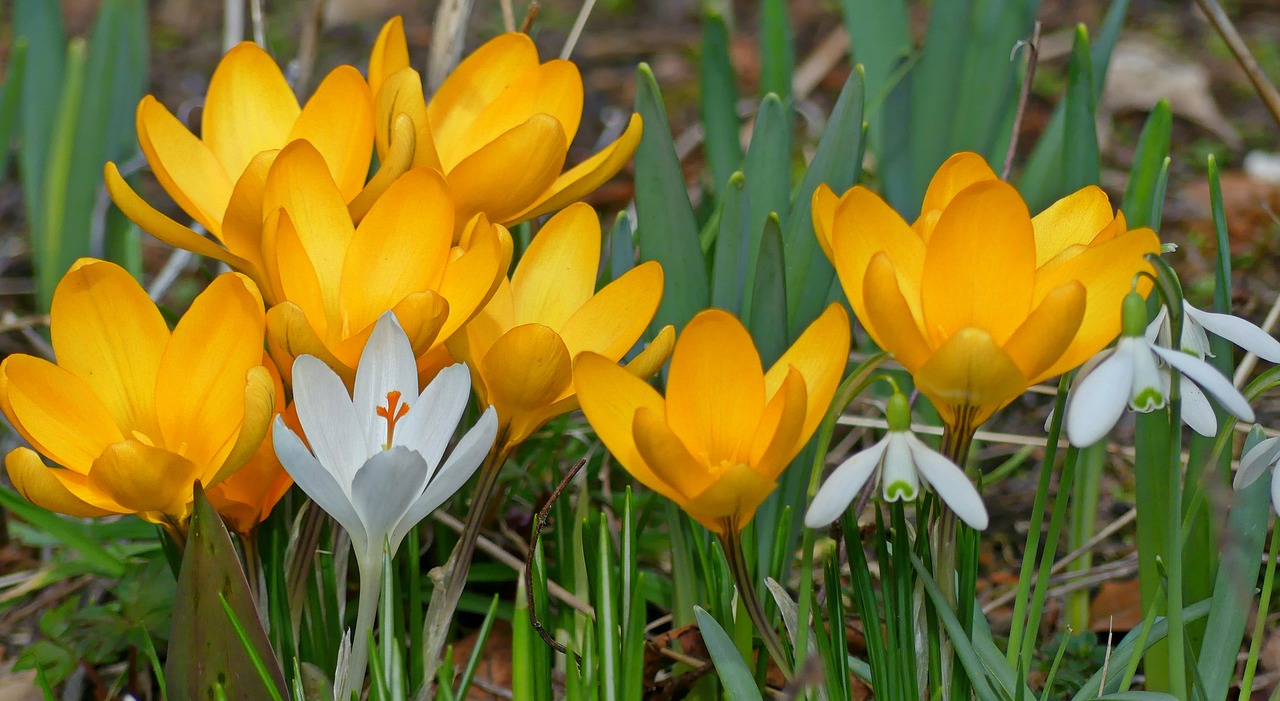 Crocus, Sniego Danga, Pavasaris, Pavasario Požymiai, Gėlės, Augalas, Ankstyvas Bloomer, Pavasario Gėlės, Gamta, Žydėti