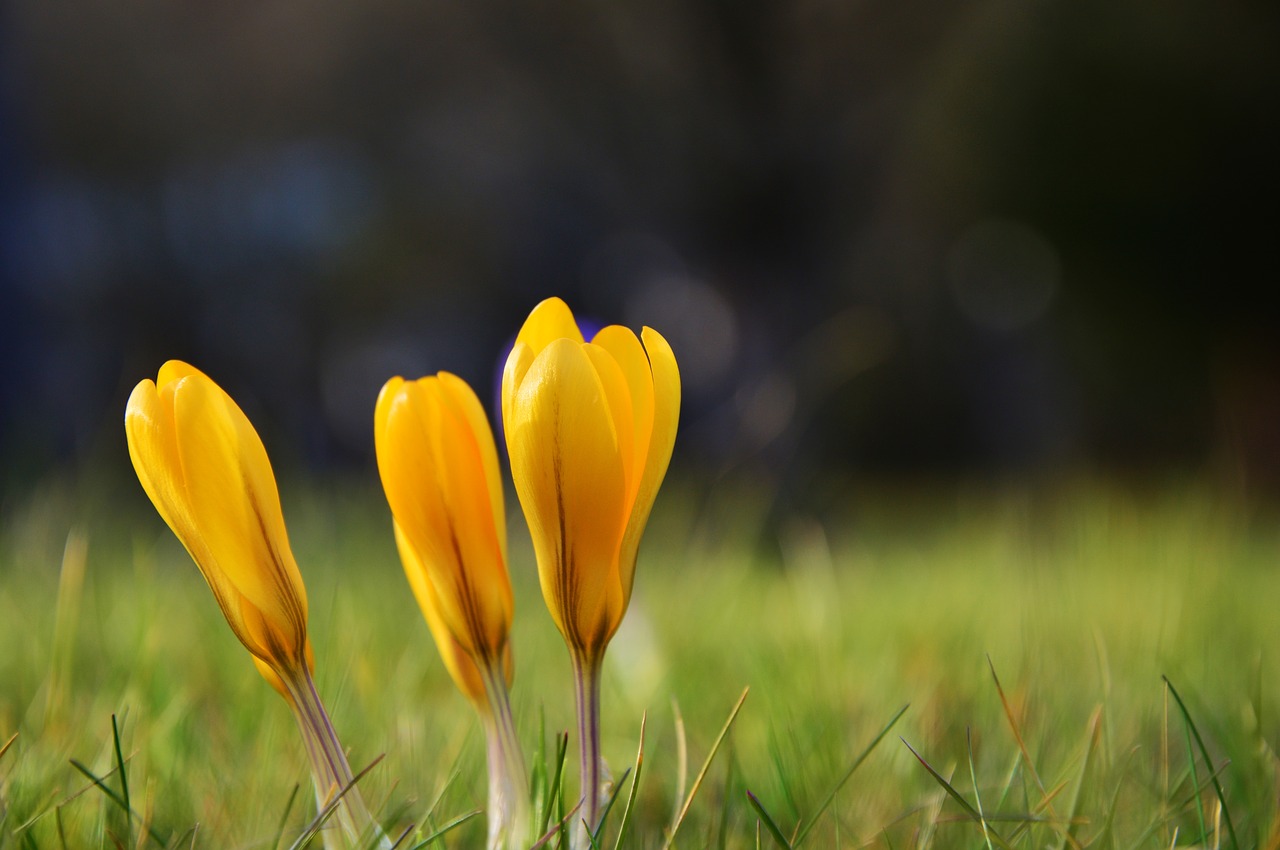 Crocus, Geltoni Krokusai, Ankstyvas Bloomer, Pavasaris, Gėlės, Pavasario Pieva, Pavasario Gėlė, Pieva, Nemokamos Nuotraukos,  Nemokama Licenzija