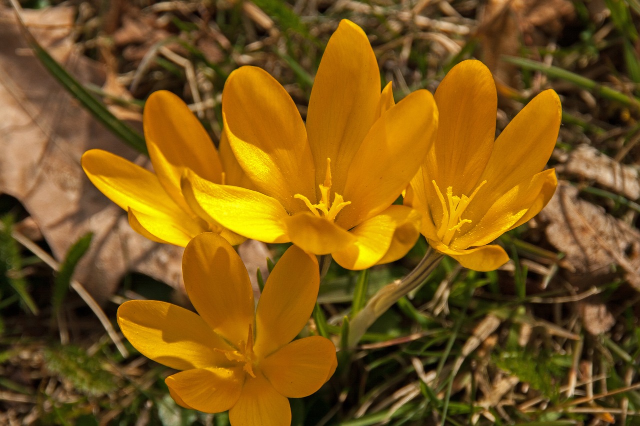 Crocus, Pavasaris, Velykos, Geltona, Gamta, Pavasario Gėlė, Žiedas, Žydėti, Gėlių Jūra, Sodas