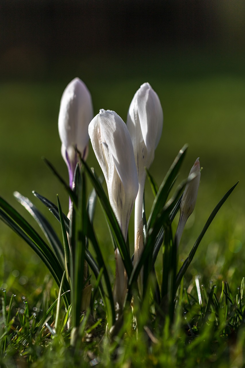 Crocus, Gėlė, Pavasaris, Žiedas, Žydėti, Balta, Augalas, Nemokamos Nuotraukos,  Nemokama Licenzija