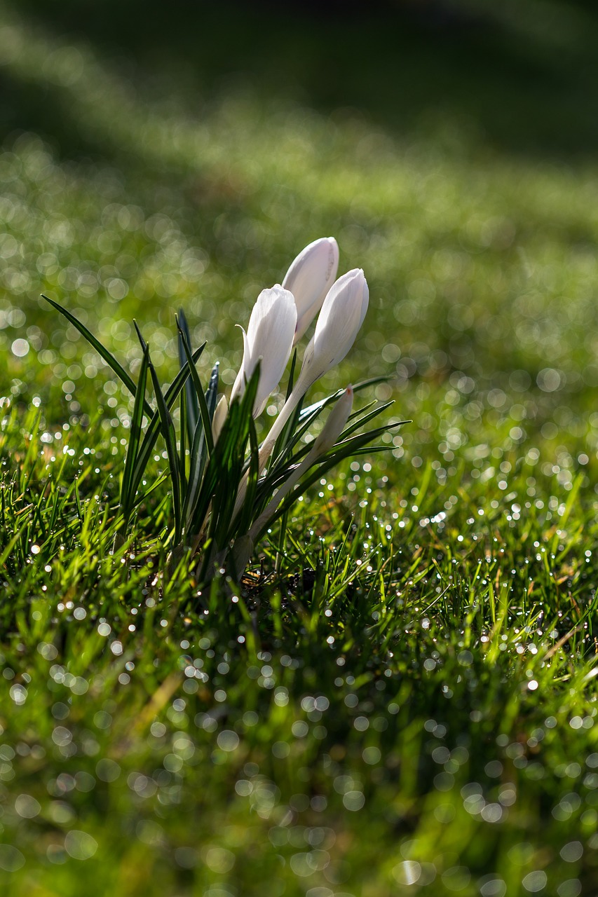 Crocus, Gėlė, Pavasaris, Pavasario Gėlė, Žiedas, Žydėti, Balta, Bokeh, Nemokamos Nuotraukos,  Nemokama Licenzija