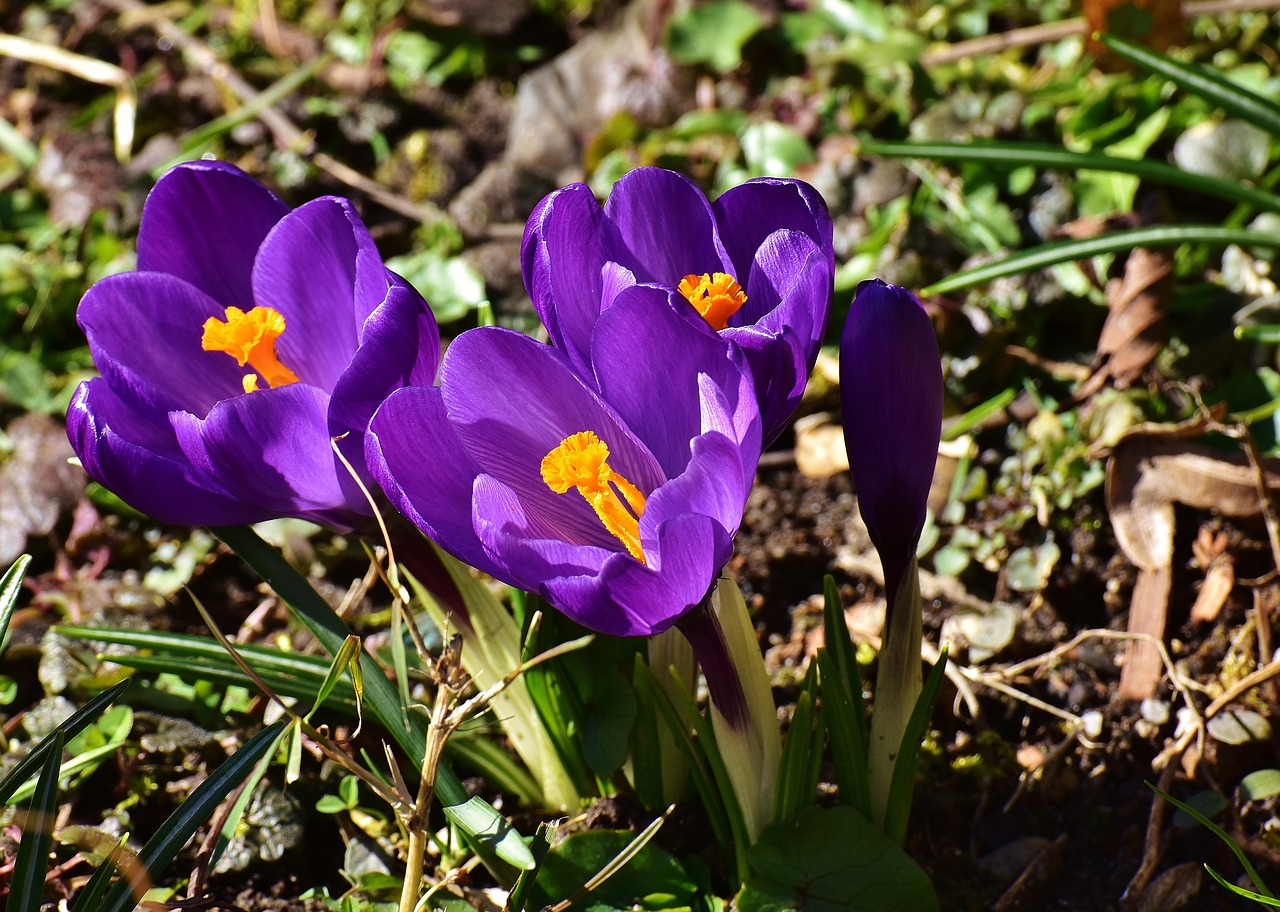 Crocus, Gėlė, Pavasaris, Augalas, Violetinė, Sodas, Nemokamos Nuotraukos,  Nemokama Licenzija