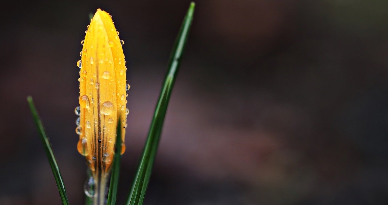 Crocus, Gėlė, Liūtys, Pavasaris, Pavasario Gėlė, Geltona, Ankstyvas Bloomer, Bühen, Gamta, Frühlingsanfang