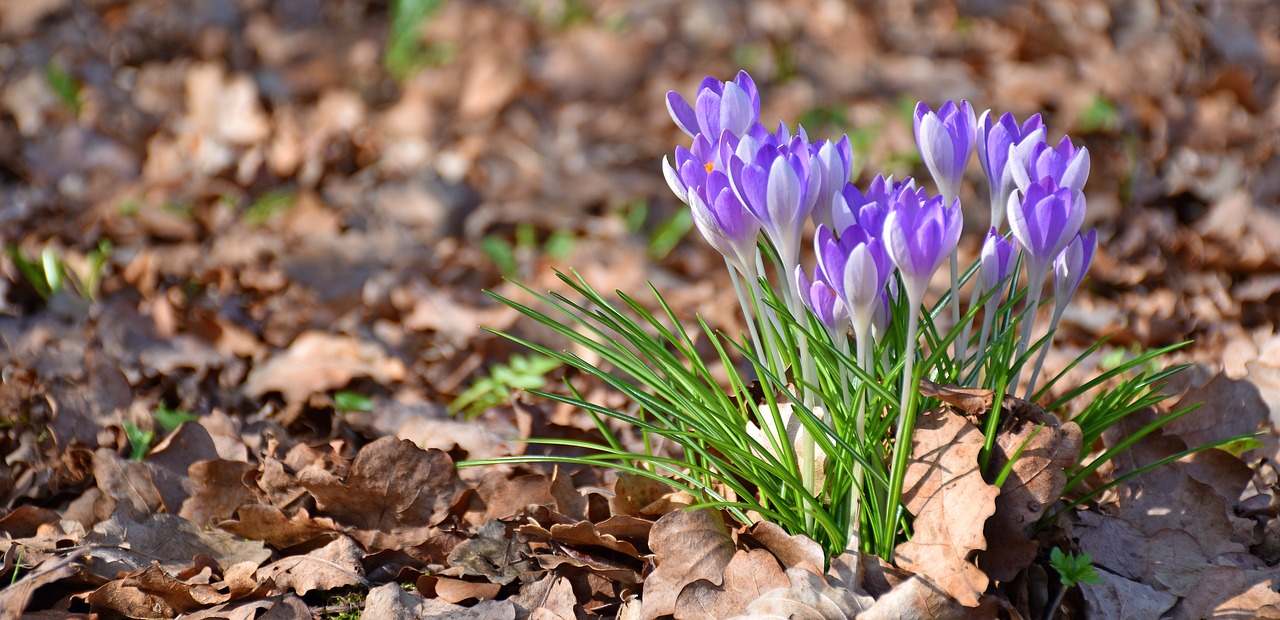 Crocus, Ąžuolo Lapai, Pavasaris, Sodas, Violetinė, Gėlė, Ankstyvas Bloomer, Nemokamos Nuotraukos,  Nemokama Licenzija