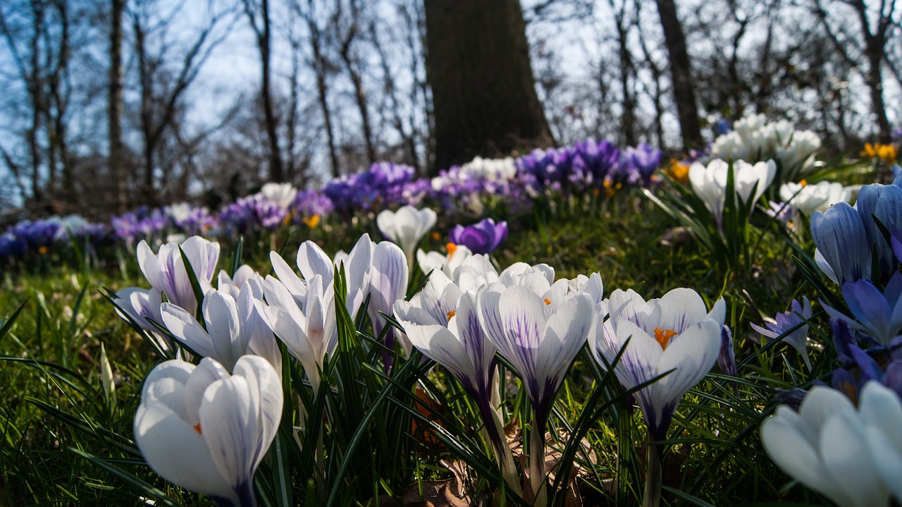 Crocus, Gėlės, Lauke, Pavasaris, Gamta, Žydėti, Žolė, Šlovės, Nemokamos Nuotraukos,  Nemokama Licenzija