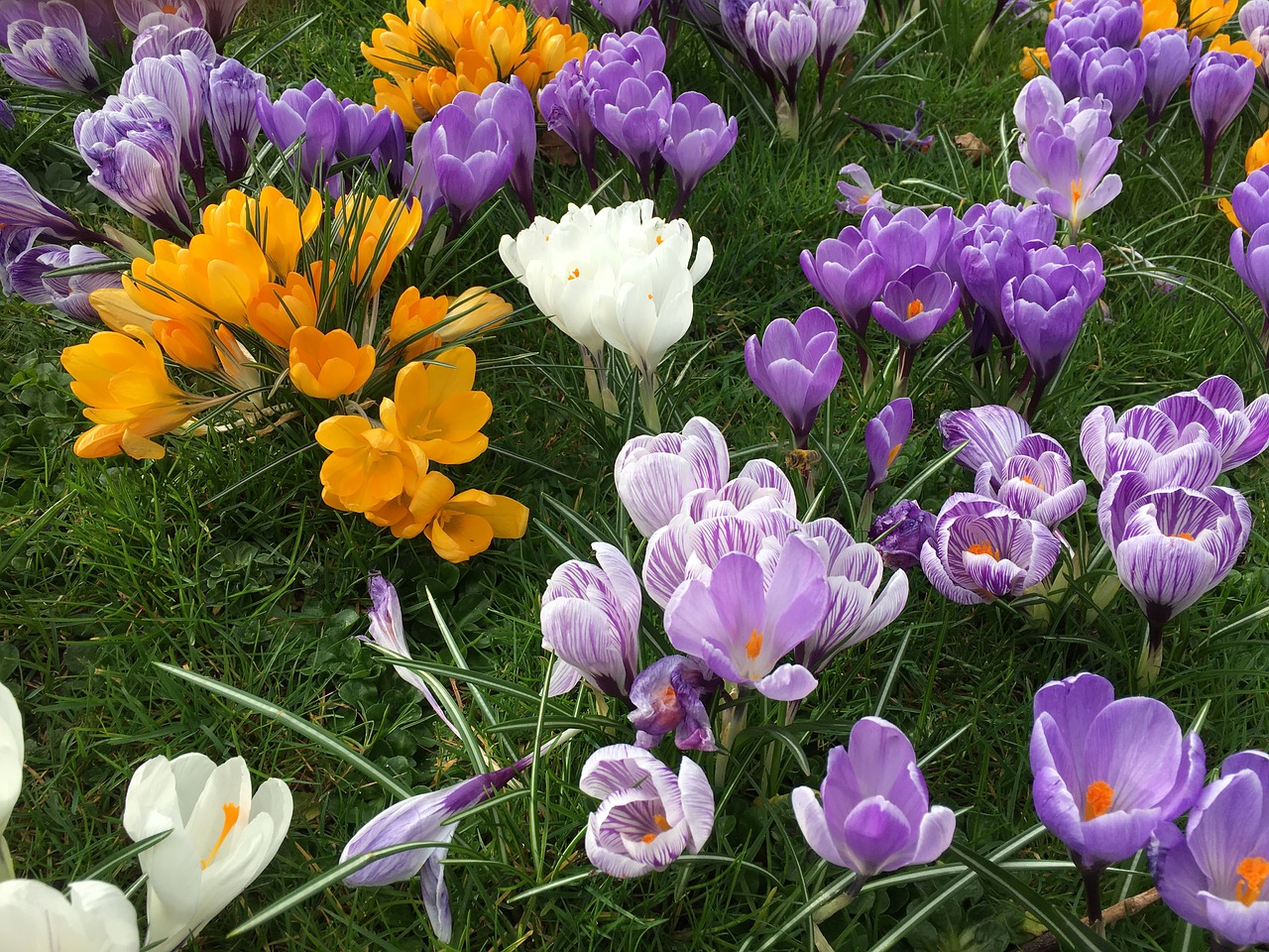 Crocus, Gėlė, Pavasaris, Gamta, Sezonas, Gėlių, Violetinė, Žydėti, Natūralus, Oranžinė