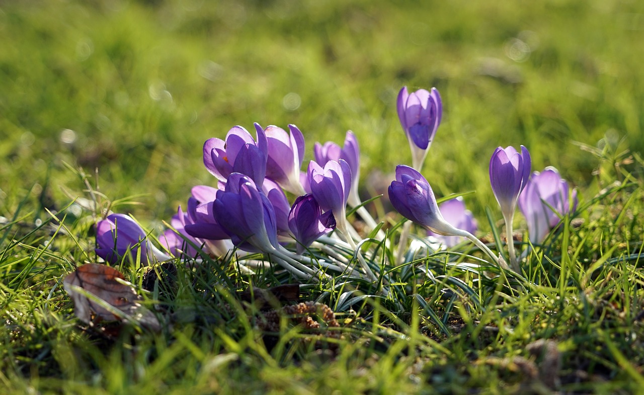 Crocus, Violetinė, Pavasaris, Pavasario Gėlė, Ankstyvas Bloomer, Violetinė, Pavasario Krokusas, Nemokamos Nuotraukos,  Nemokama Licenzija