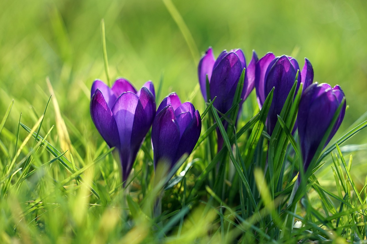 Crocus, Violetinė, Pavasaris, Pavasario Gėlė, Ankstyvas Bloomer, Violetinė, Pavasario Krokusas, Nemokamos Nuotraukos,  Nemokama Licenzija