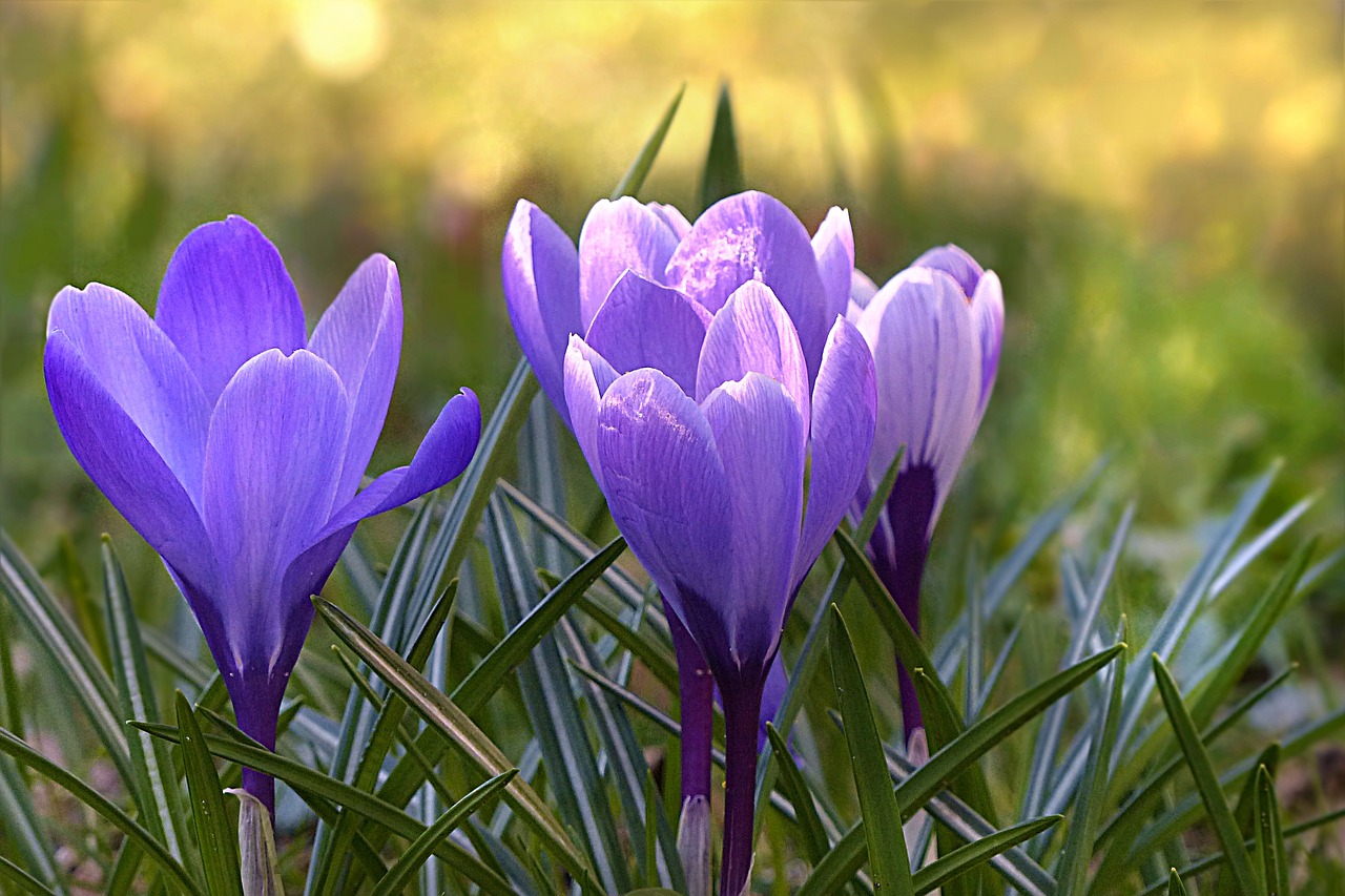 Crocus, Gėlė, Violetinė, Pavasaris, Gėlės, Nemokamos Nuotraukos,  Nemokama Licenzija