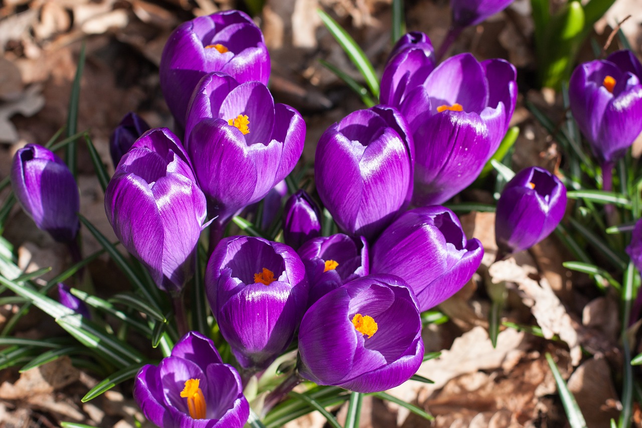 Crocus, Žiedas, Žydėti, Purpurinė Gėlė, Augalas, Pavasaris, Nemokamos Nuotraukos,  Nemokama Licenzija