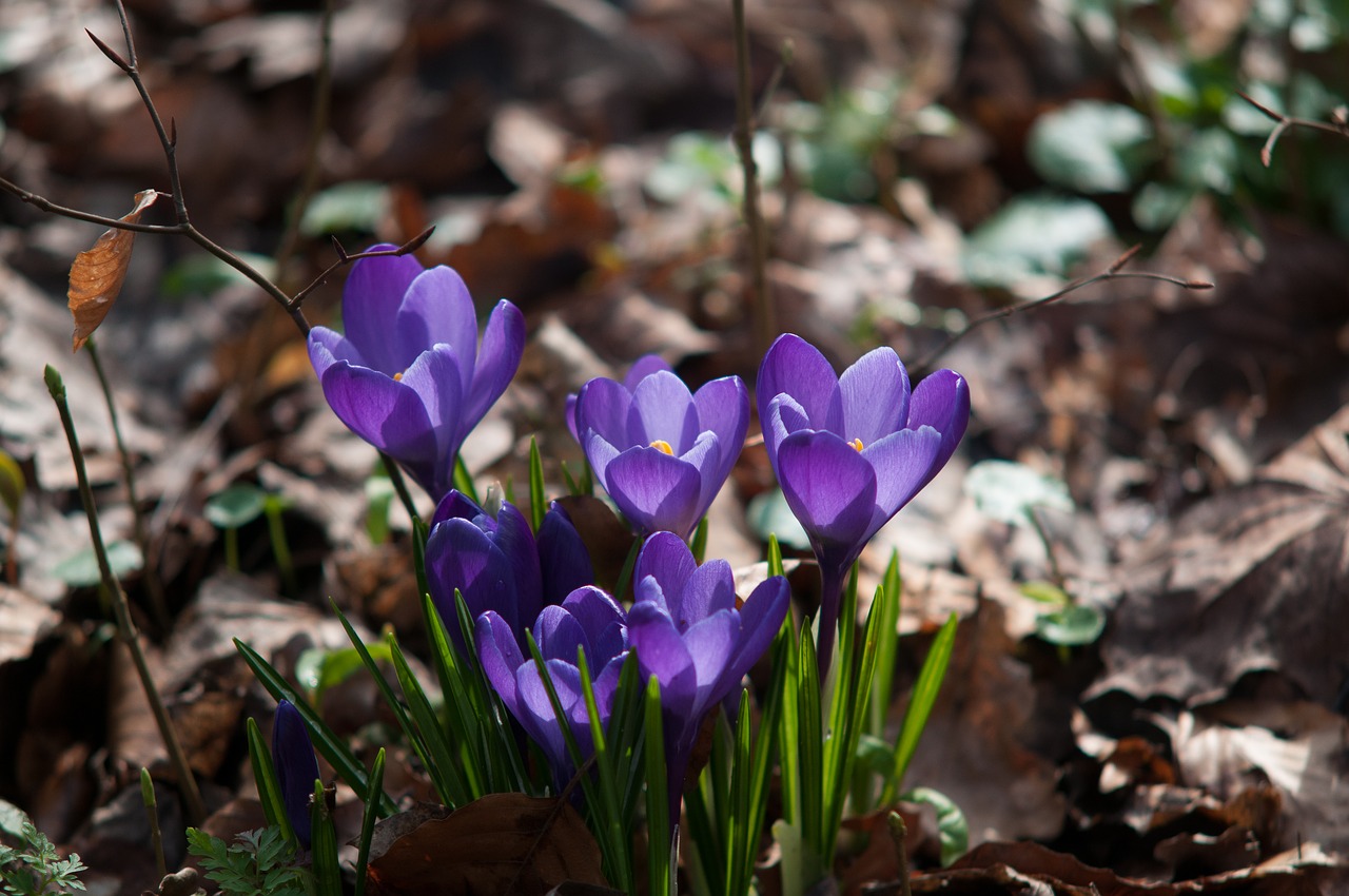 Crocus, Miškas, Pavasaris, Violetinė, Gamta, Nemokamos Nuotraukos,  Nemokama Licenzija