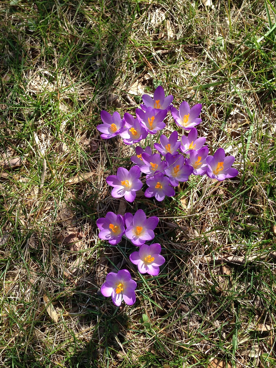 Crocus, Žydėti, Žydi, Pavasaris, Gamta, Gėlė, Violetinė, Violetinė, Krokusai, Pavasaris