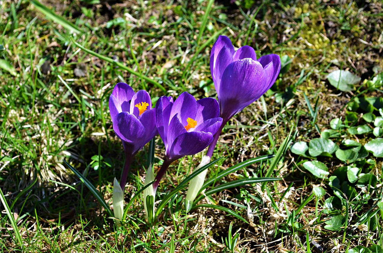 Crocus, Gėlės, Pavasaris, Žydi, Gamta, Augalas, Pieva, Grožis, Sodas, Poliana