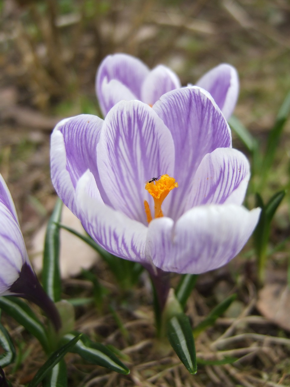 Crocus, Vabzdys, Pavasaris, Makro, Gamta, Skraidantis Vabzdys, Gėlė, Nemokamos Nuotraukos,  Nemokama Licenzija