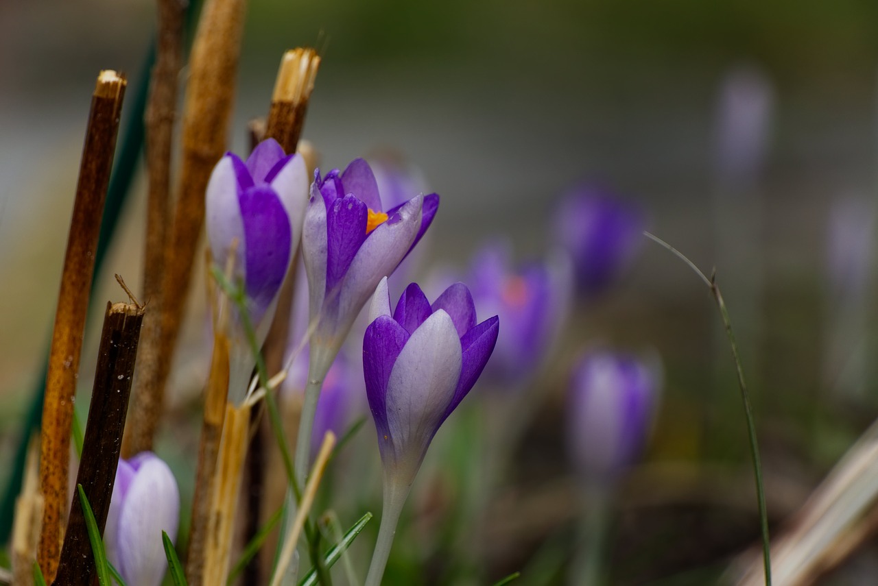 Crocus, Pavasaris, Violetinė, Gėlė, Gamta, Violetinė, Ankstyvas Bloomer, Frühlingsanfang, Sodas, Žiedas