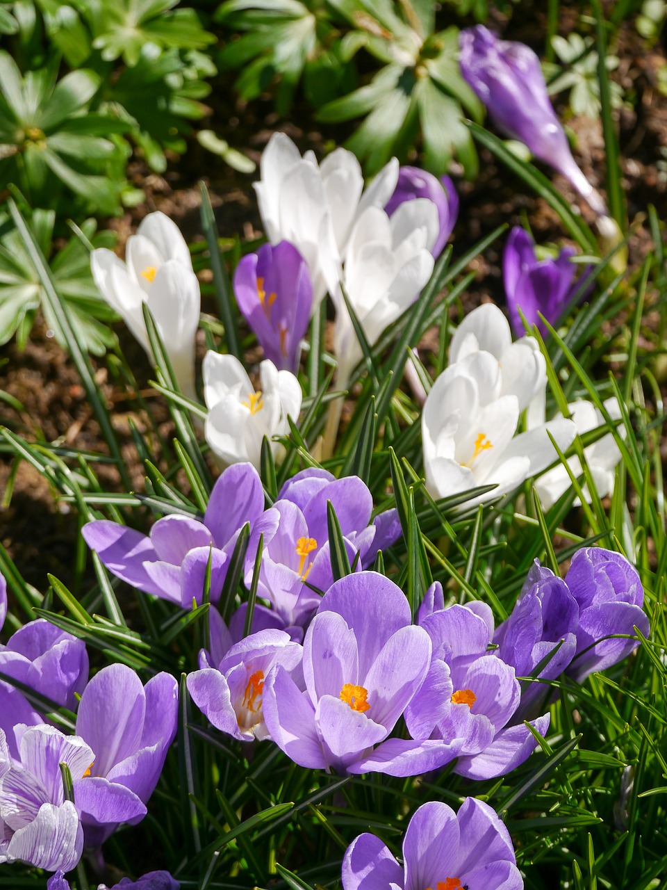 Crocus, Pavasaris, Pieva, Krokodilinis Pievas, Pavasario Gėlė, Žiedas, Žydėti, Ankstyvas Bloomer, Frühlingsanfang, Pavasario Pabudimas