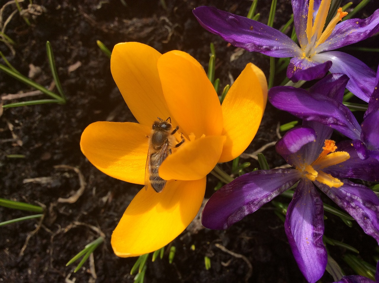 Crocus, Bičių, Pavasaris, Vabzdys, Sodas, Žydėjimas, Geltona, Nemokamos Nuotraukos,  Nemokama Licenzija