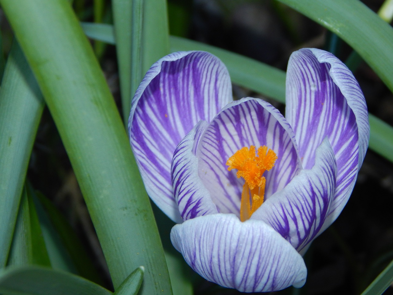 Crocus, Pavasaris, Ankstyvas Bloomer, Violetinė, Pavasario Krokusas, Pavasario Gėlė, Nemokamos Nuotraukos,  Nemokama Licenzija