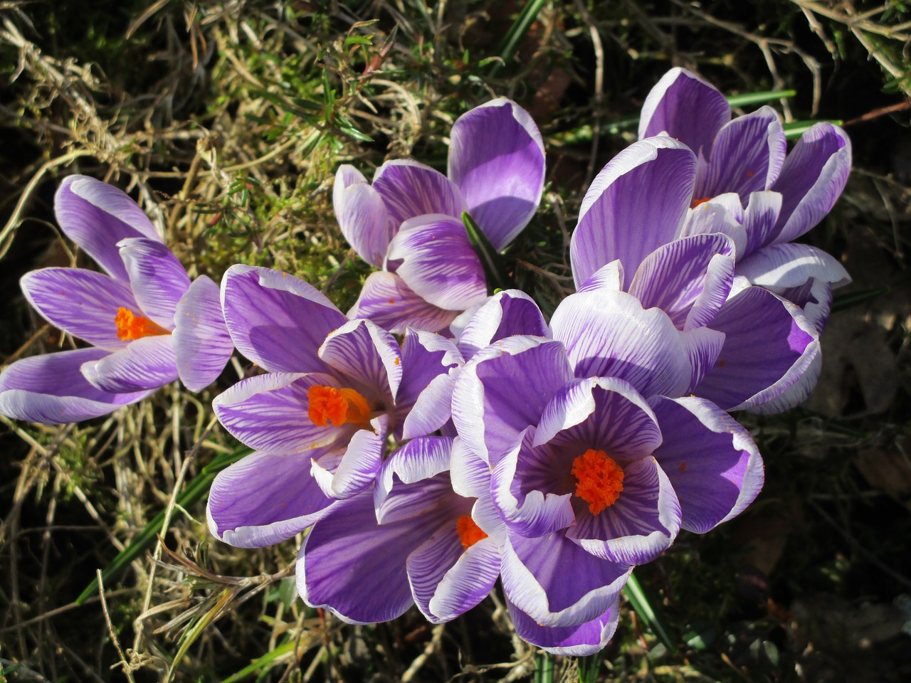 Crocus, Pavasaris, Violetinė, Zwiebelpflanze, Pavasario Gėlė, Violetinė, Pavasario Krokusas, Gėlių Jūra, Ankstyvas Bloomer, Nemokamos Nuotraukos