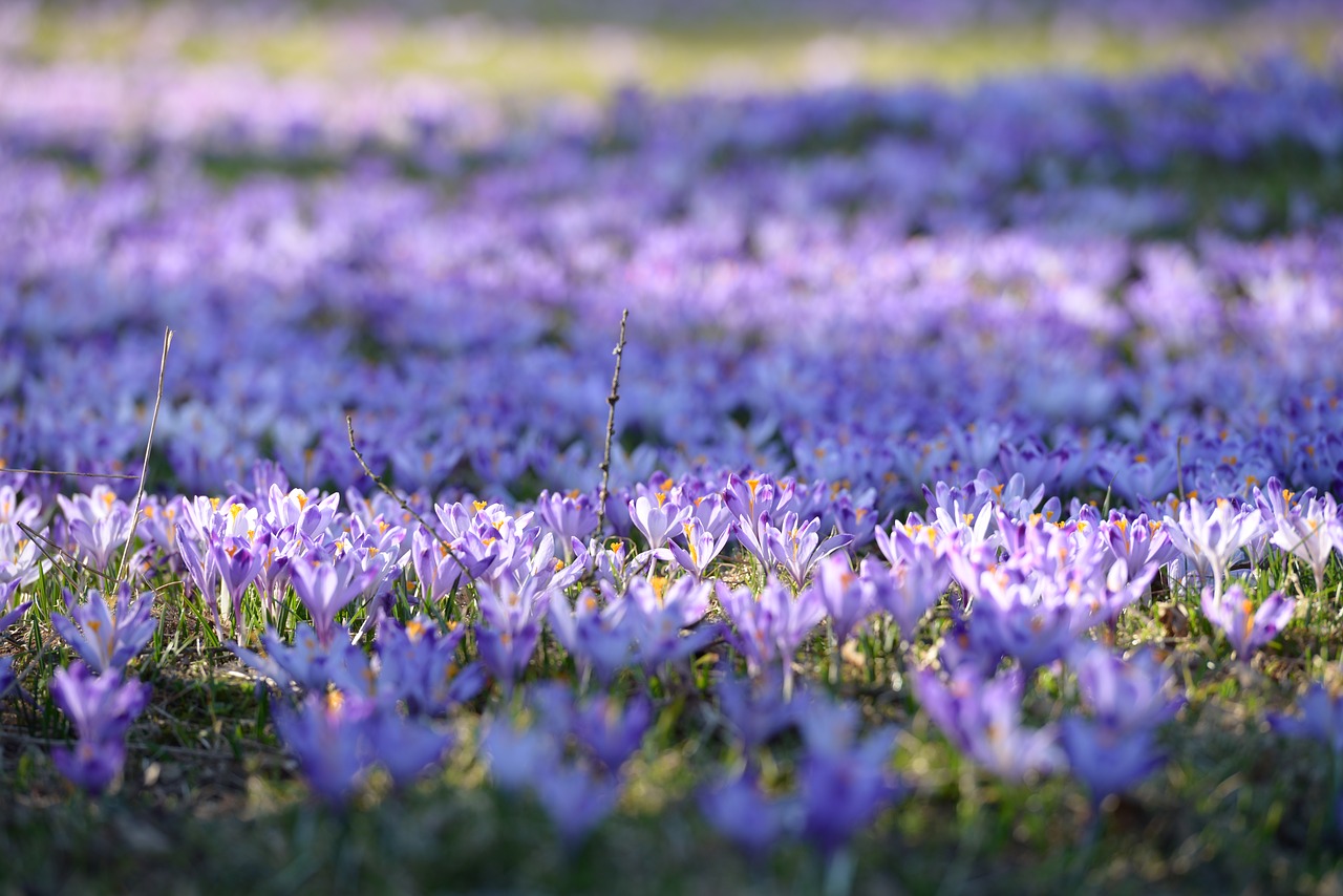 Crocus, Poliana, Pavasaris, Gėlės, Kalnai, Violetinė, Gamta, Gėlė, Žydi, Spalvos