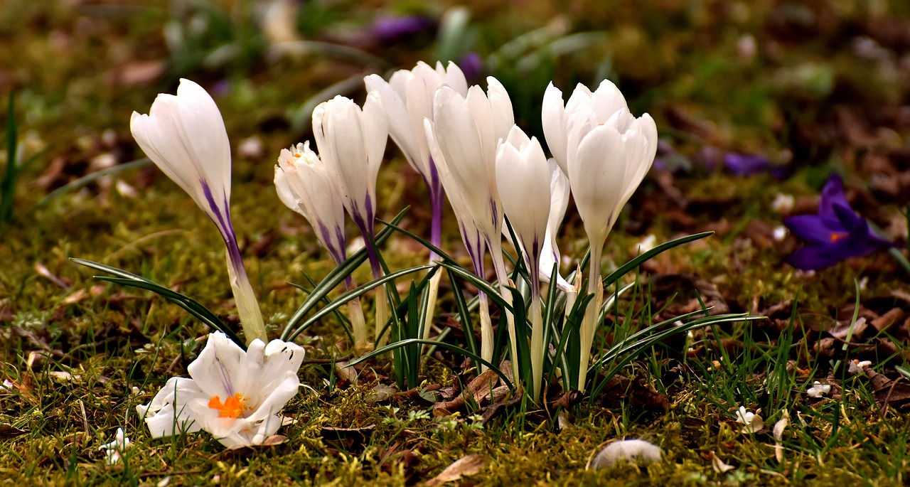 Crocus, Gėlė, Balta, Žiedas, Žydėti, Pavasaris, Gamta, Pavasario Gėlė, Ankstyvas Bloomer, Sodas