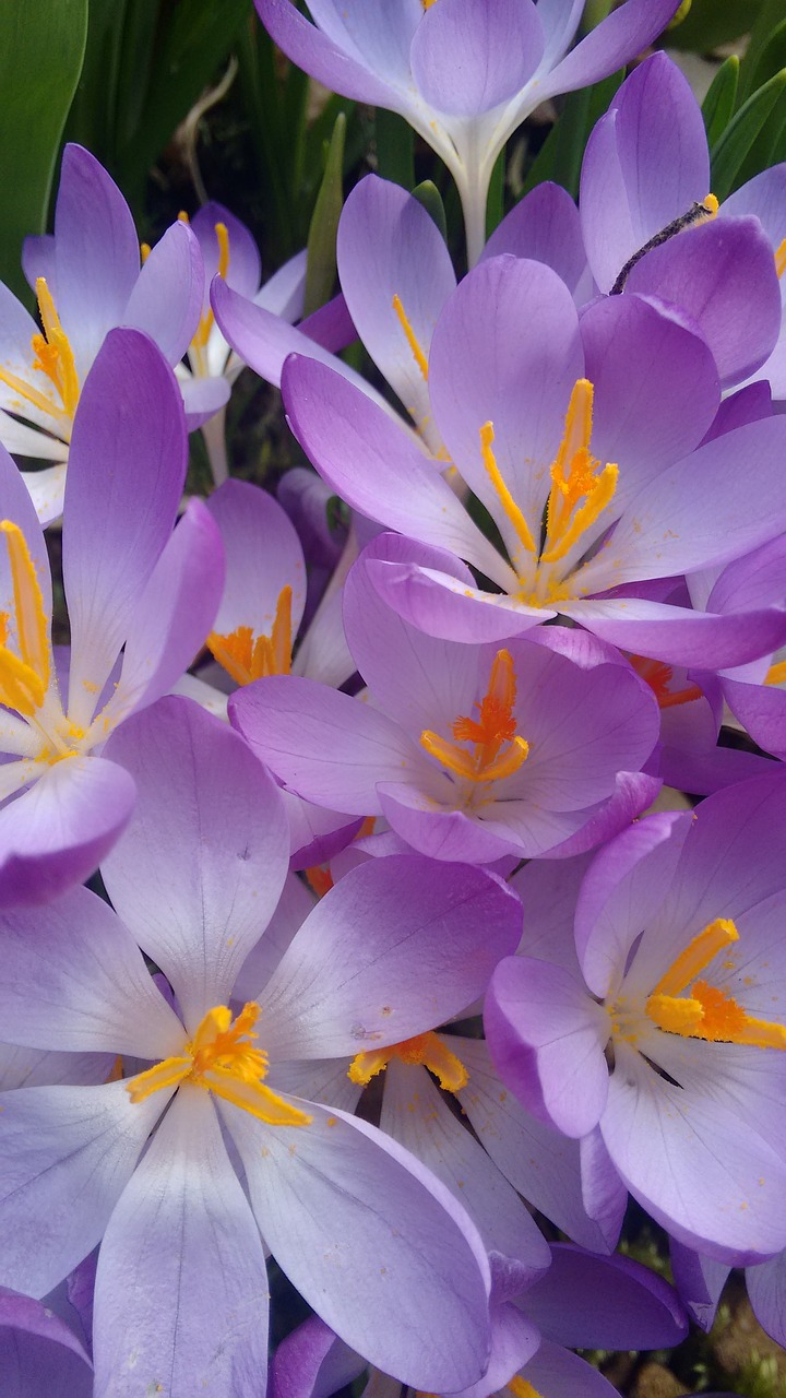 Crocus, Pavasaris, Gėlės, Nemokamos Nuotraukos,  Nemokama Licenzija