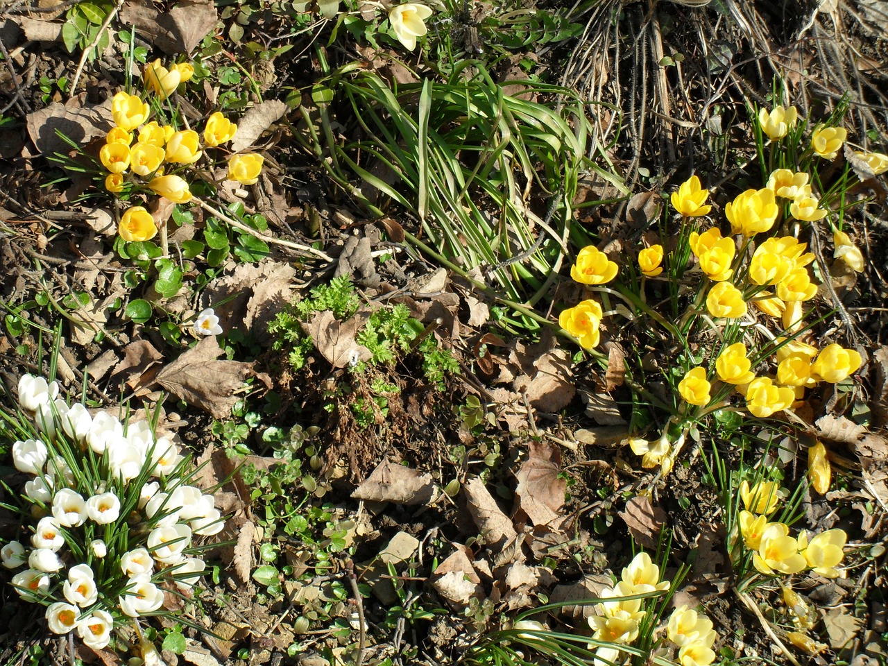 Crocus, Gėlė, Žiedas, Žydėti, Pavasaris, Bühen, Geltona, Sodas, Pavasario Pranašys, Pavasario Krokusas