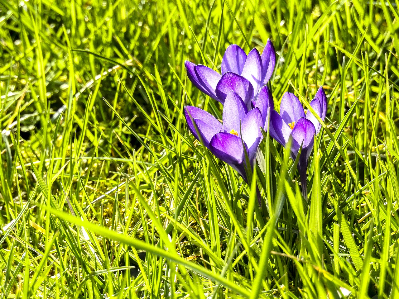 Crocus, Gėlė, Žiedas, Žydėti, Augalas, Gamta, Nemokamos Nuotraukos,  Nemokama Licenzija