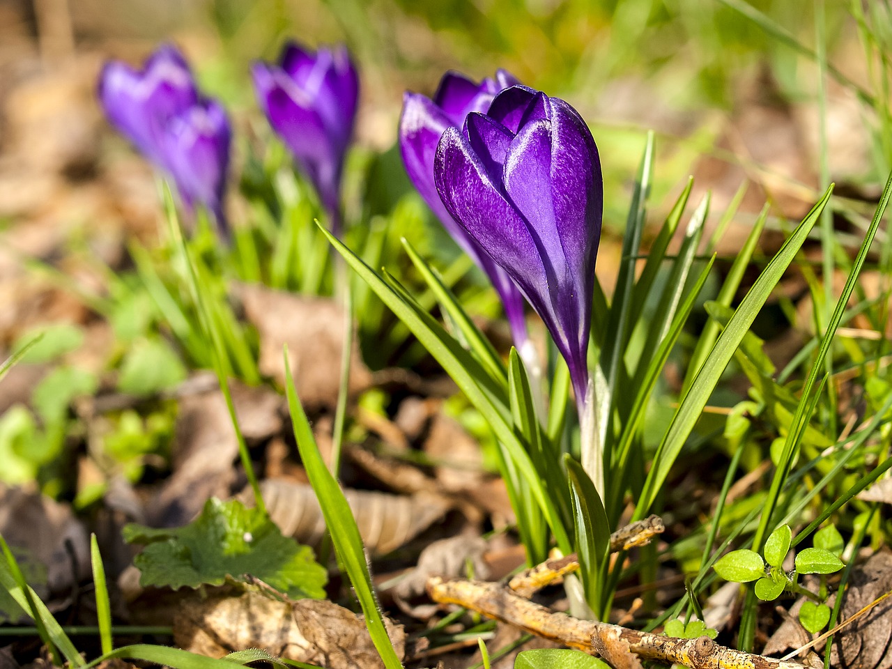 Crocus, Gėlė, Augalas, Žiedas, Žydėti, Gamta, Nemokamos Nuotraukos,  Nemokama Licenzija