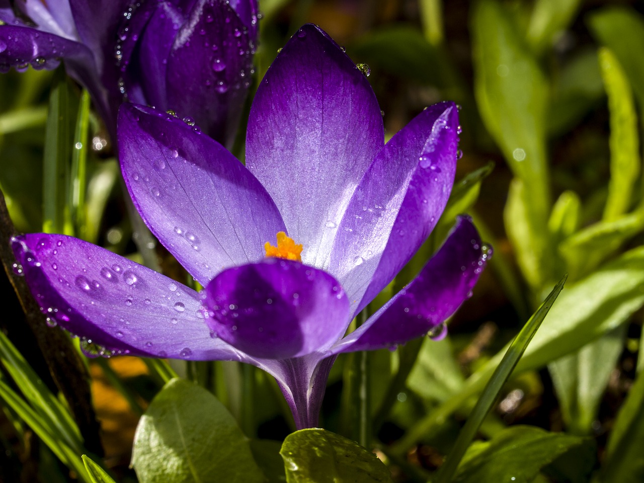 Crocus, Gėlė, Žiedas, Žydėti, Augalas, Gamta, Nemokamos Nuotraukos,  Nemokama Licenzija