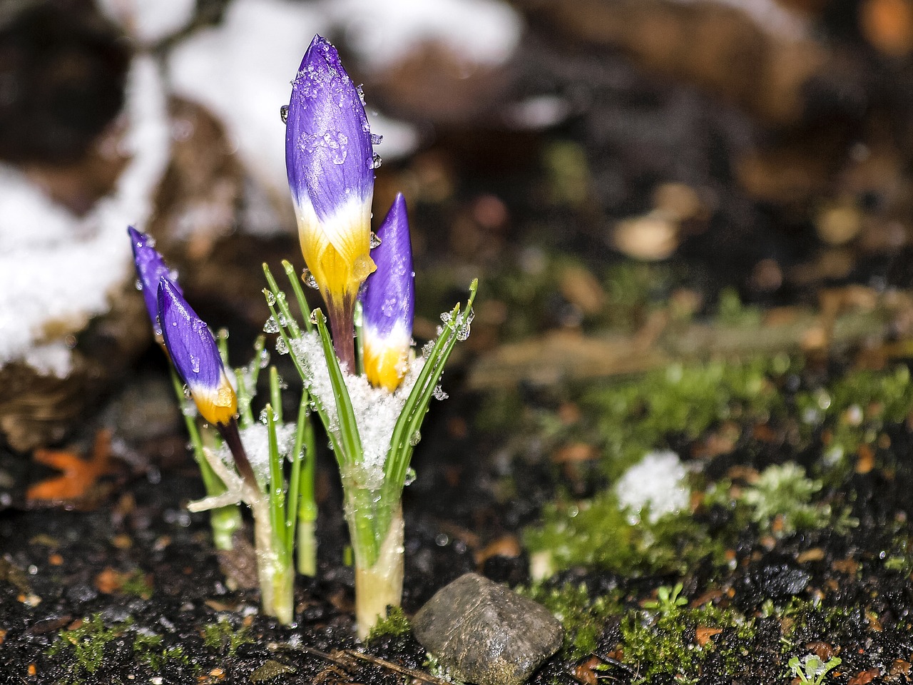 Crocus, Gėlė, Žiedas, Žydėti, Augalas, Gamta, Nemokamos Nuotraukos,  Nemokama Licenzija