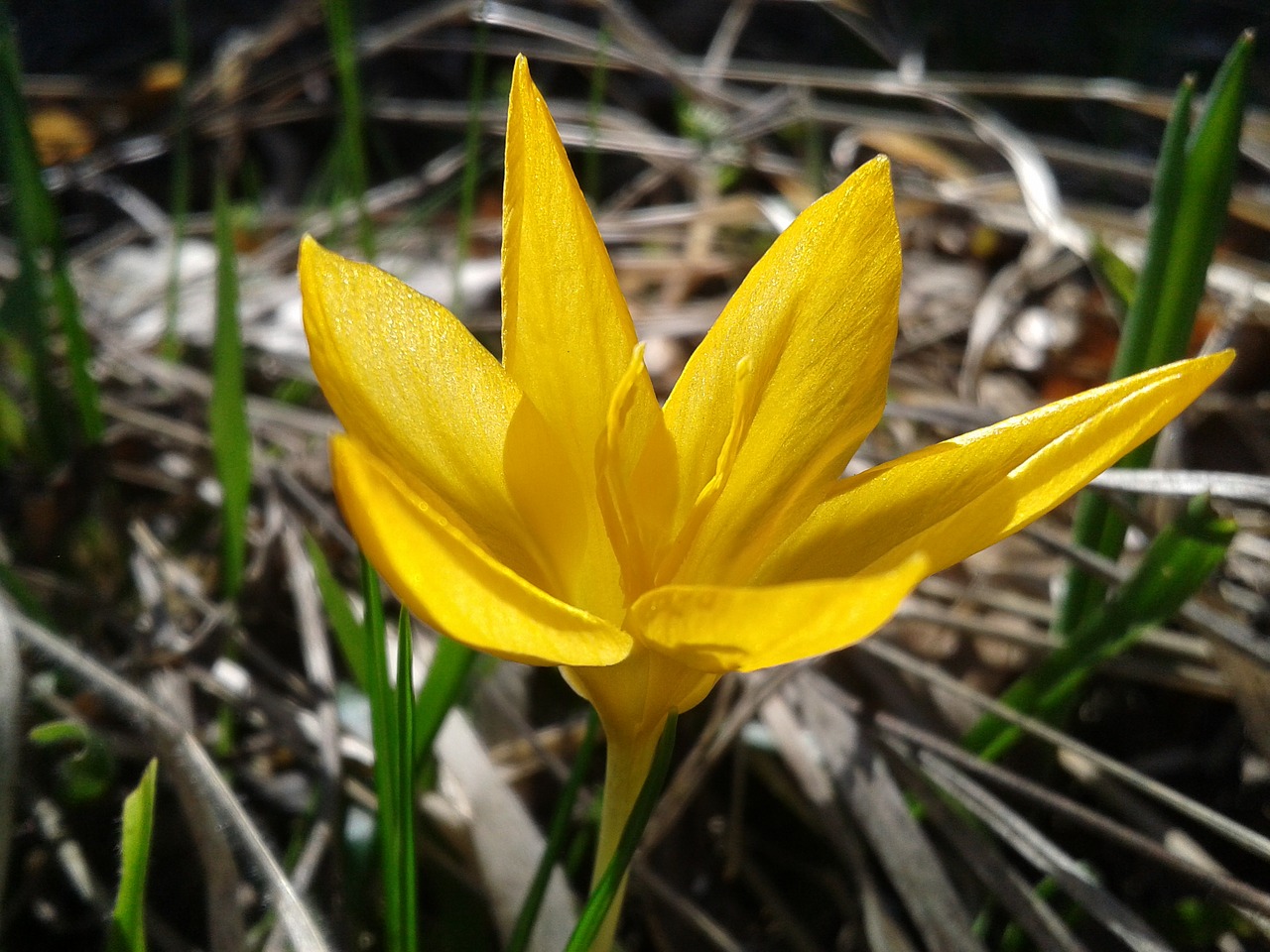 Crocus, Pavasaris, Gėlė, Geltona, Geltona Gėlė, Flora, Miško Gėlės, Nemokamos Nuotraukos,  Nemokama Licenzija