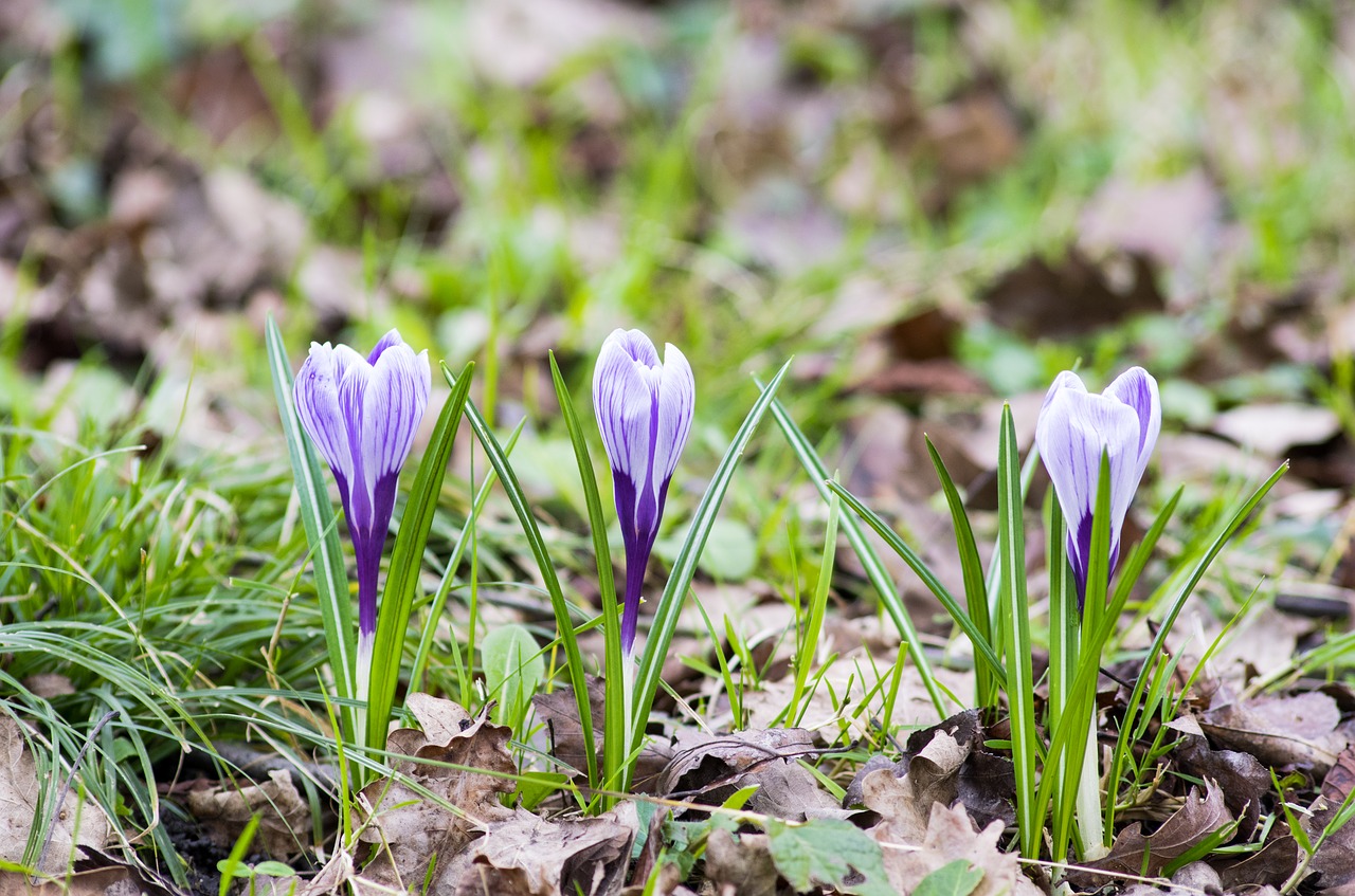 Crocus, Gėlė, Pavasaris, Gamta, Violetinė, Šviežias, Žalias, Žolė, Vasara, Natūralus