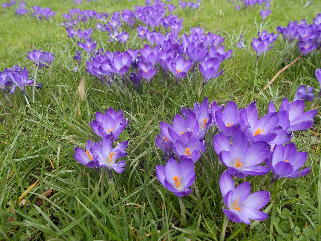 Crocus, Gėlė, Pavasaris, Gamta, Žydėti, Žydi, Flora, Violetinė, Žiedas, Augalas