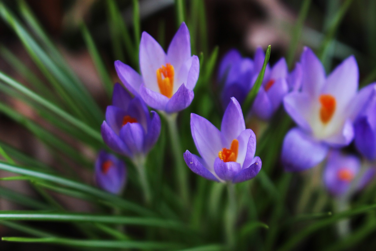 Crocus, Gėlė, Žiedas, Žydėti, Violetinė, Oranžinė, Pavasaris, Makro, Uždaryti, Gamta