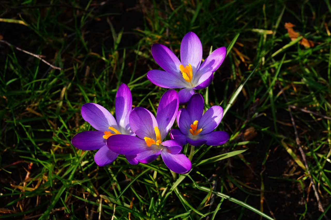 Crocus, Violetinė, Gėlės, Spalvinga, Gamta, Pavasaris, Gražus, Pavasaris, Nemokamos Nuotraukos,  Nemokama Licenzija