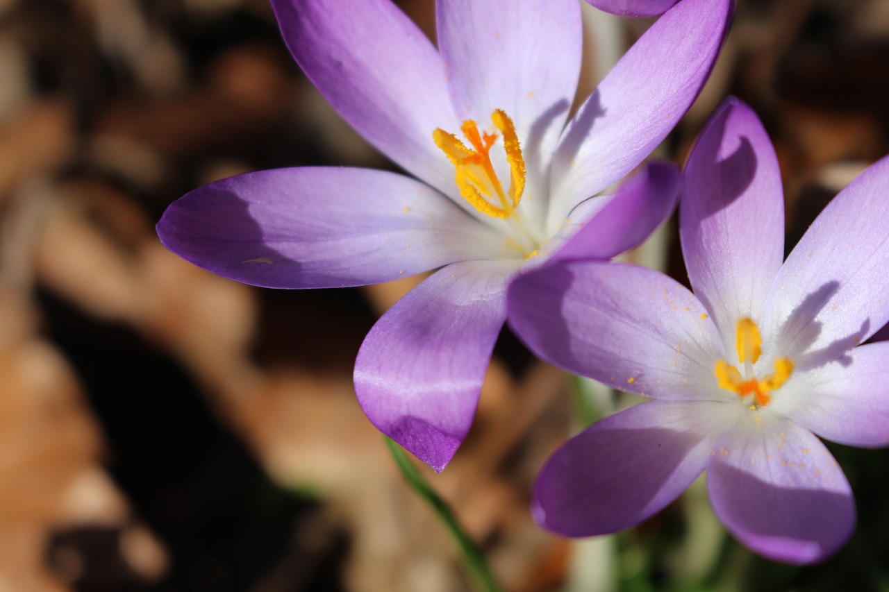 Crocus, Violetinė, Balta, Pavasaris, Augalas, Makro, Nemokamos Nuotraukos,  Nemokama Licenzija