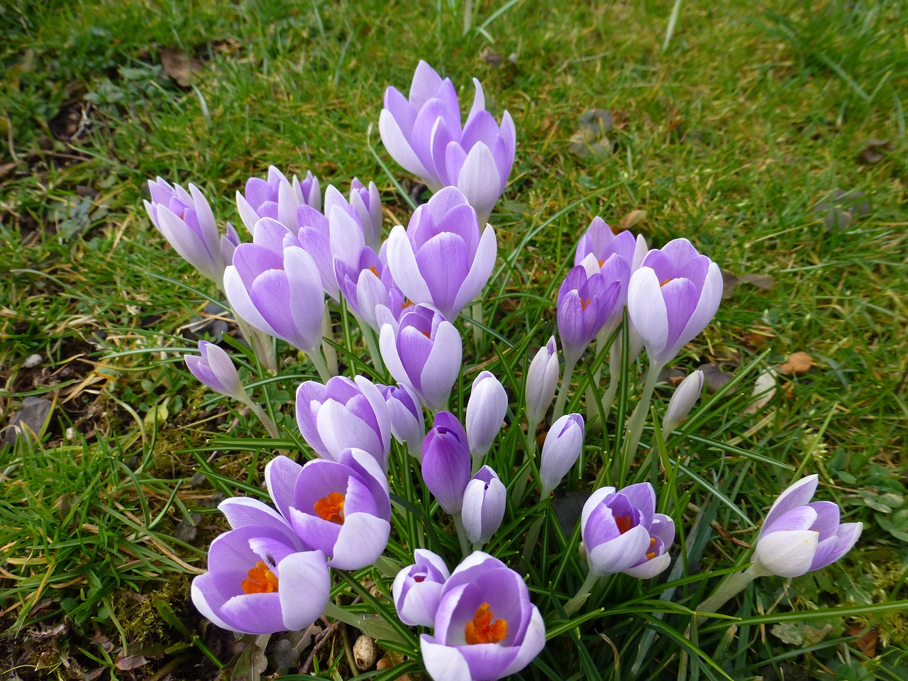 Crocus, Gėlė, Pavasaris, Violetinė, Gėlės, Pavasario Pranašys, Nemokamos Nuotraukos,  Nemokama Licenzija