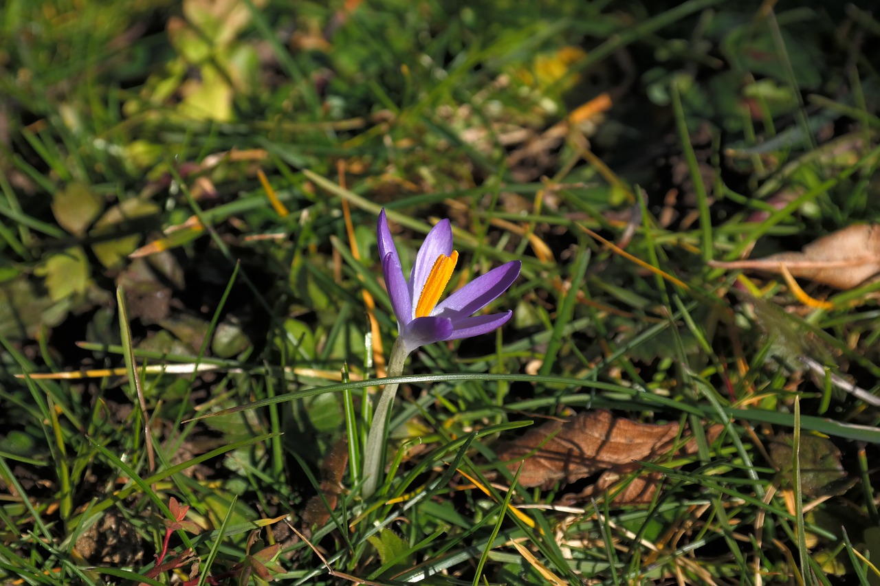 Crocus, Žiedas, Žydėti, Gėlė, Violetinė, Uždaryti, Pavasaris, Spalvinga, Spalva, Nemokamos Nuotraukos