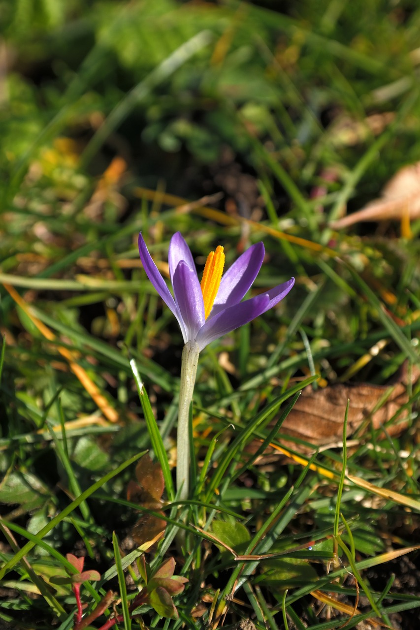 Crocus, Žiedas, Žydėti, Gėlė, Violetinė, Uždaryti, Pavasaris, Spalvinga, Spalva, Nemokamos Nuotraukos