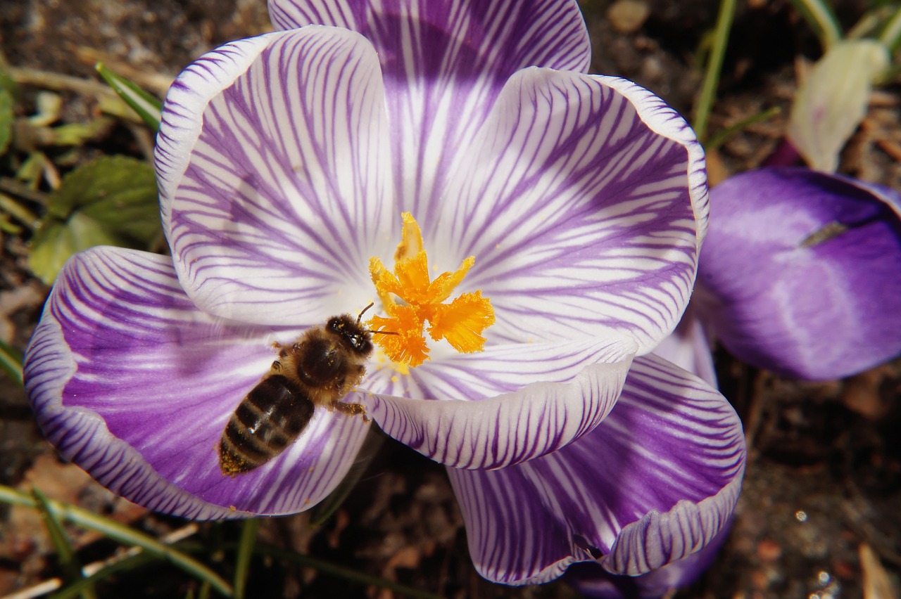 Crocus, Gėlė, Žiedas, Žydėti, Uždaryti, Bičių, Frühlingsanfang, Apdulkinimas, Nemokamos Nuotraukos,  Nemokama Licenzija