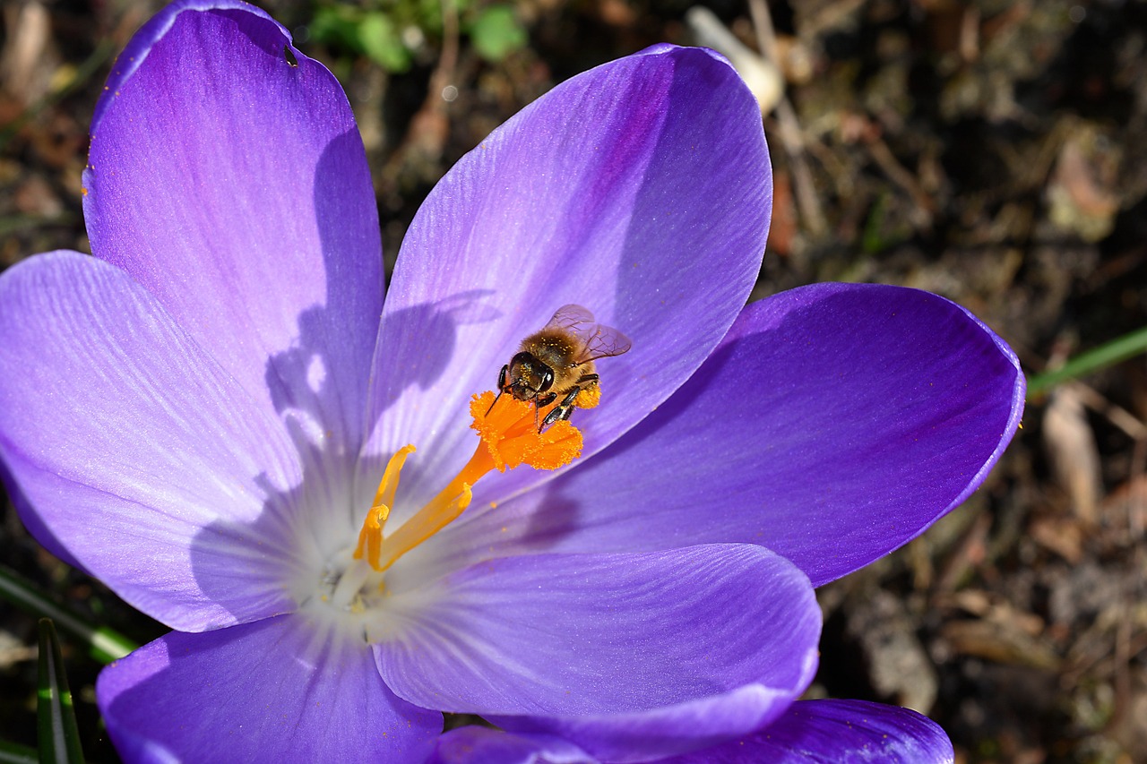 Crocus, Gėlė, Žiedas, Žydėti, Uždaryti, Bičių, Frühlingsanfang, Apdulkinimas, Nemokamos Nuotraukos,  Nemokama Licenzija