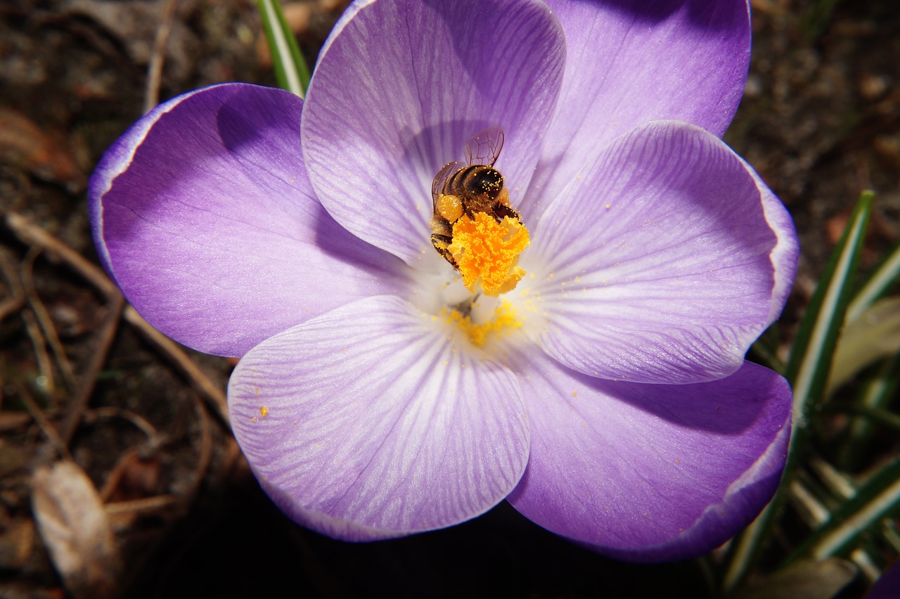 Crocus, Gėlė, Žiedas, Žydėti, Uždaryti, Bičių, Frühlingsanfang, Apdulkinimas, Nemokamos Nuotraukos,  Nemokama Licenzija