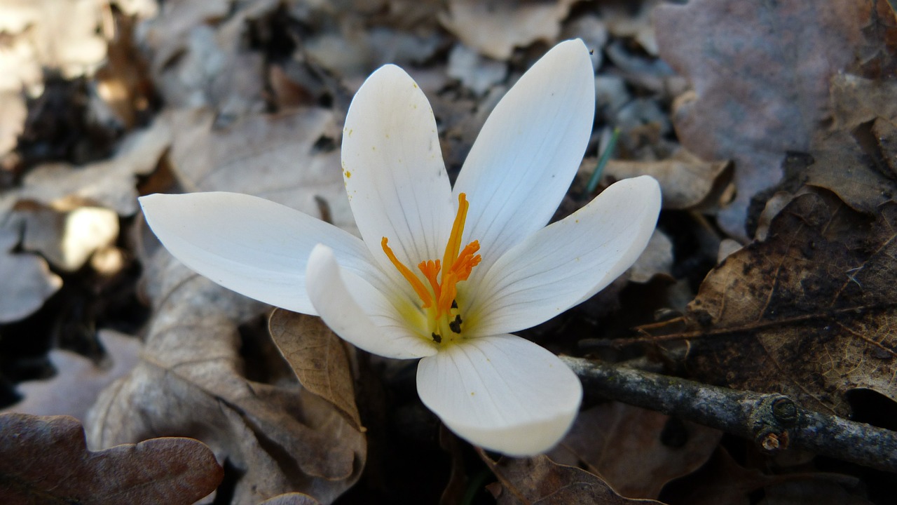 Crocus, Balta, Makro, Gamta, Pavasaris, Gėlė, Nemokamos Nuotraukos,  Nemokama Licenzija