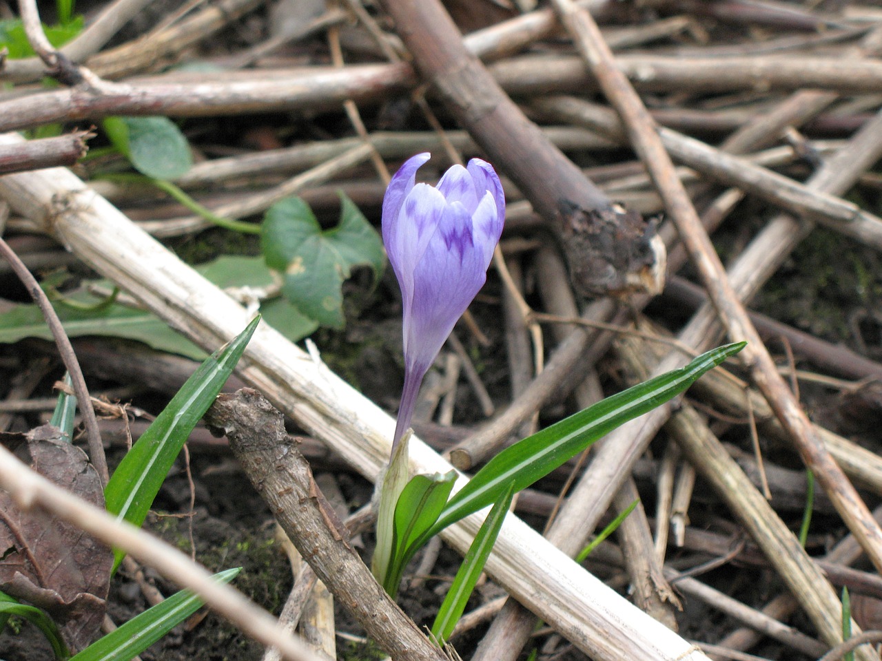 Crocus, Gamta, Pavasaris, Flora, Sodas, Gėlė, Violetinė, Žalias, Natūralus, Violetinė