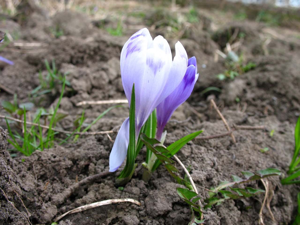 Crocus, Gamta, Pavasaris, Flora, Sodas, Gėlė, Violetinė, Žalias, Natūralus, Violetinė